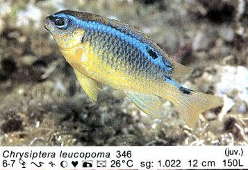 Chrysiptera leucopoma